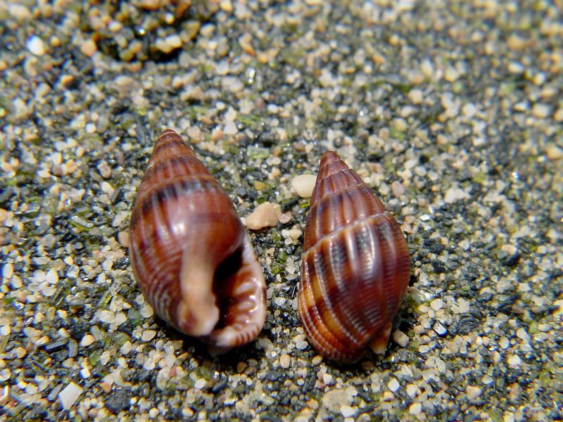 Nassarius cuvierii